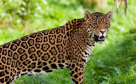 are there wild jaguars in the usa